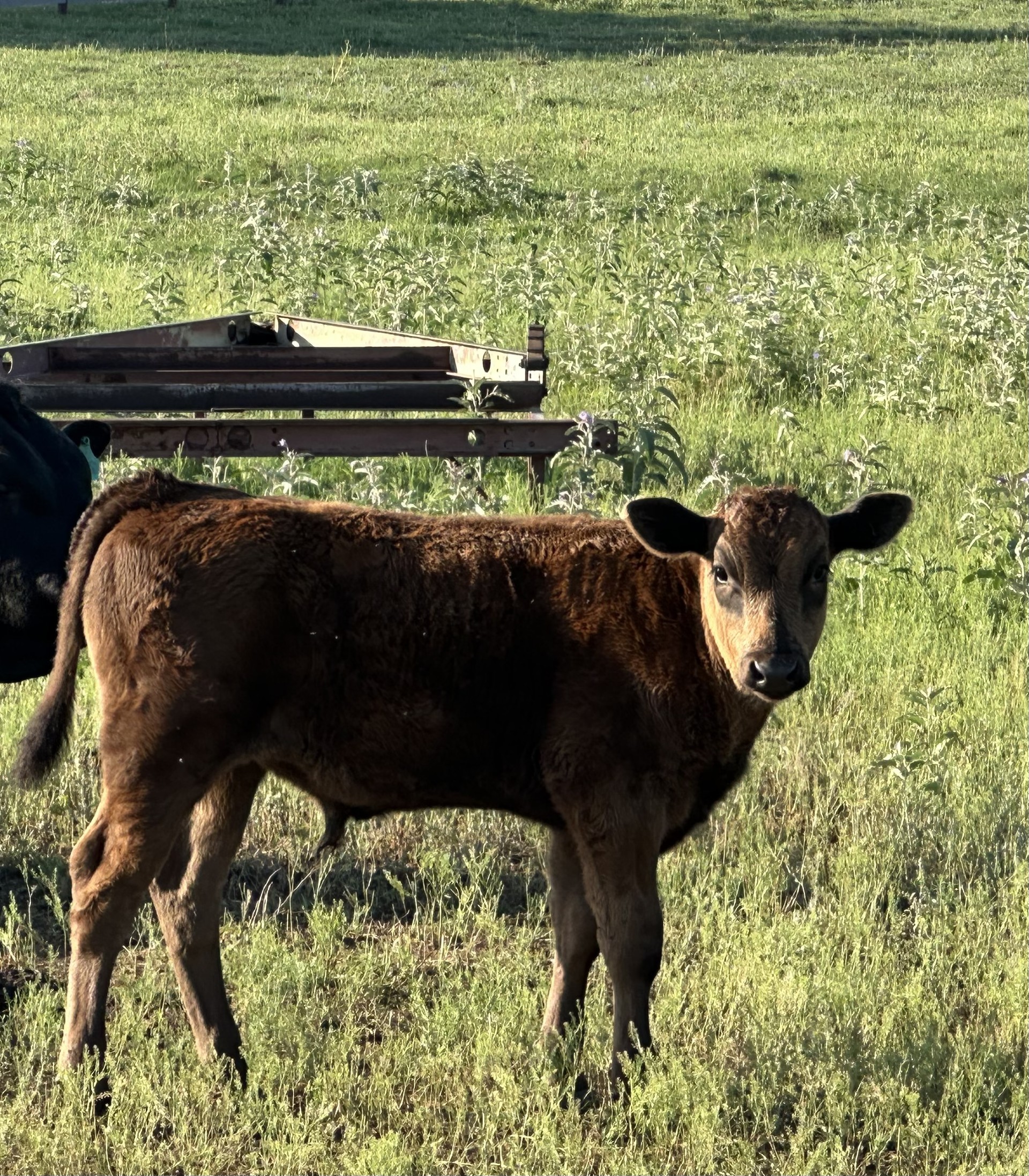 Wagyu Cow Calf Pair- Cow 50%/Calf 75%- DNA Verified